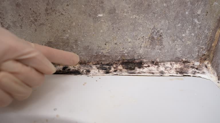 Best Black Mold Removal  in Freeport, IL